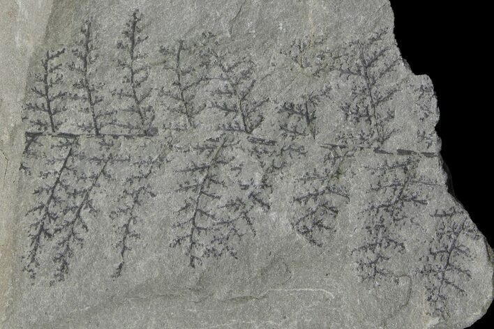 Pennsylvanian Fossil Fern - Kentucky #142413